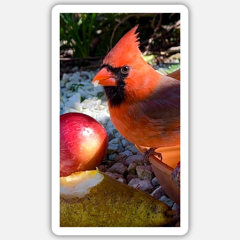 Nördlicher Kardinal - Sticker Größe S (10 x 10 cm) - Mattweiß