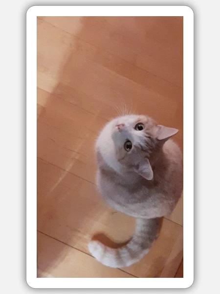 Katzenblick Neugier in Grau - Sticker Größe S (10 x 10 cm) - Mattweiß