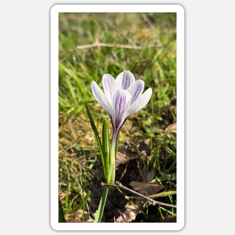 crocus Sticker size S (10 x 10 cm)