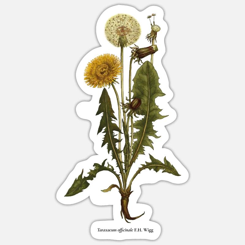 Dandelion - Sticker size S (10 x 10 cm) - white matte