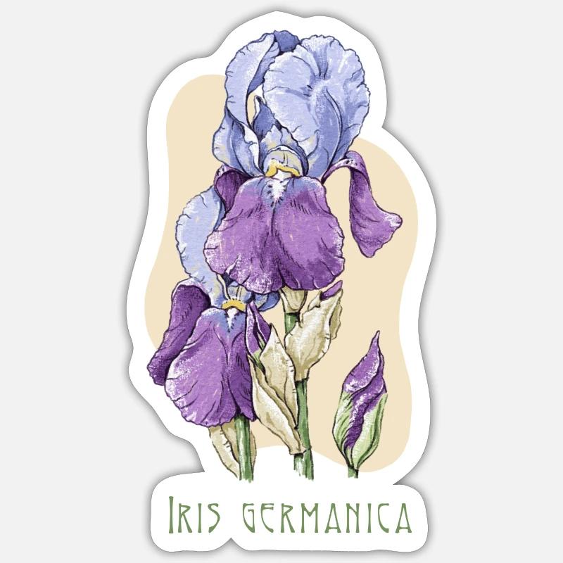 Iris botanical drawing - Sticker size S (10 x 10 cm) - white matte