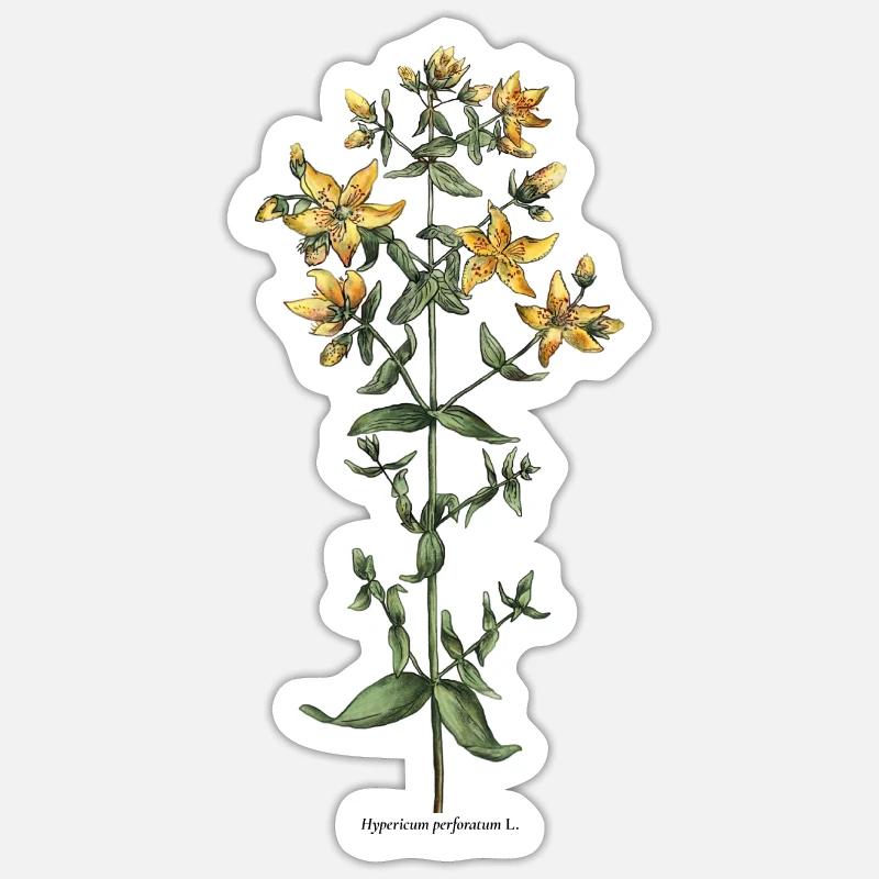 St. John's wort - Sticker size S (10 x 10 cm) - white matte