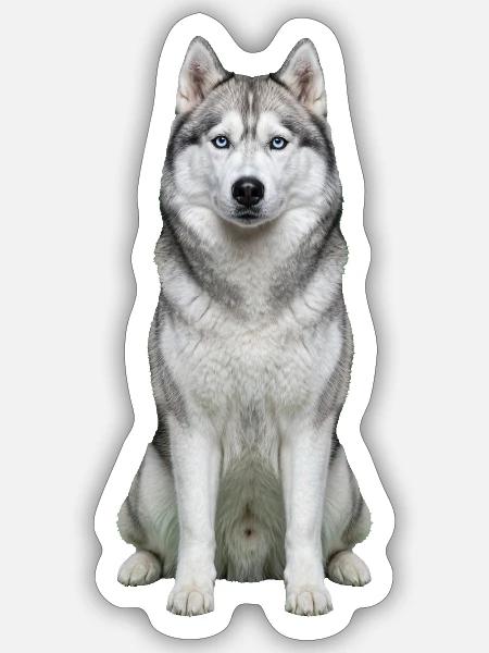 Eises, husky-blauäugiges Porträt - Sticker Größe S (10 x 10 cm) - Mattweiß