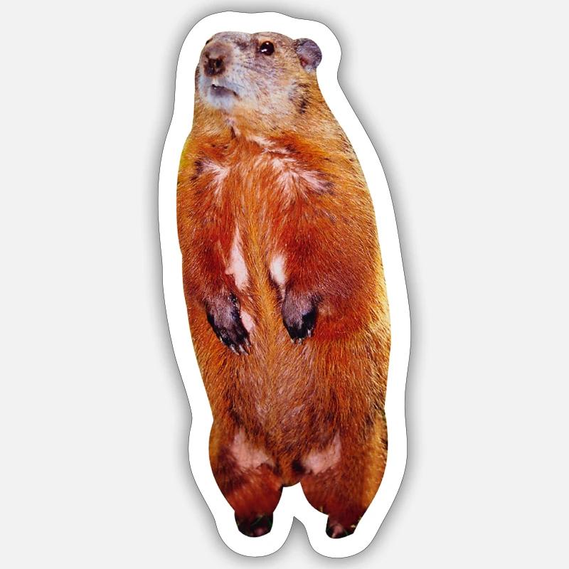 Beaver - Sticker size S (10 x 10 cm) - white matte