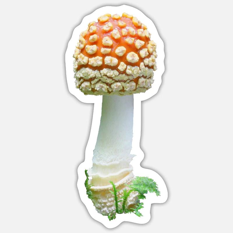 Amanita regalis toadstool Sticker size S (10 x 10 cm)