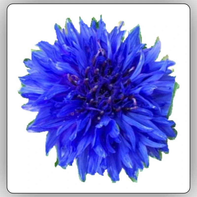 cornflower Sticker size S (10 x 10 cm)