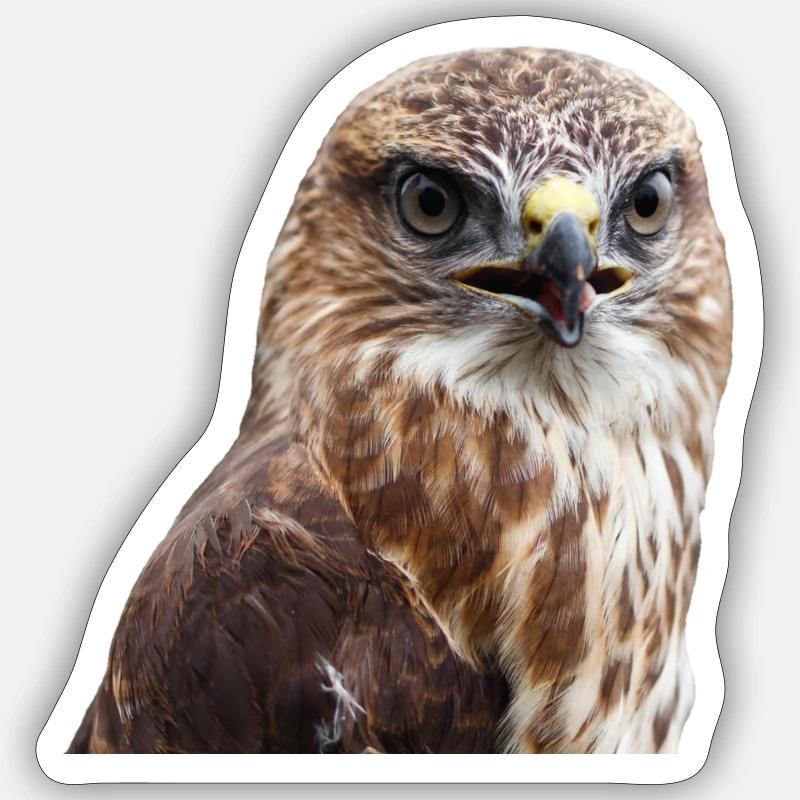 aigle aigle Buzzard - Sticker taille S (10 x 10 cm) - blanc mat