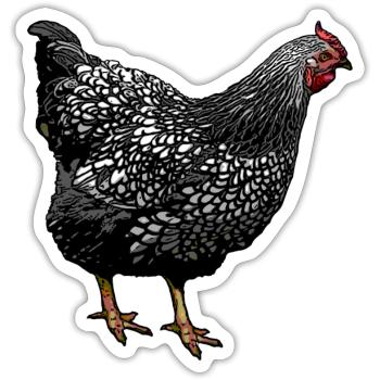 Wyandotte Huhn (Illustration) - Sticker size S (10 x 10 cm) - white matte - Front