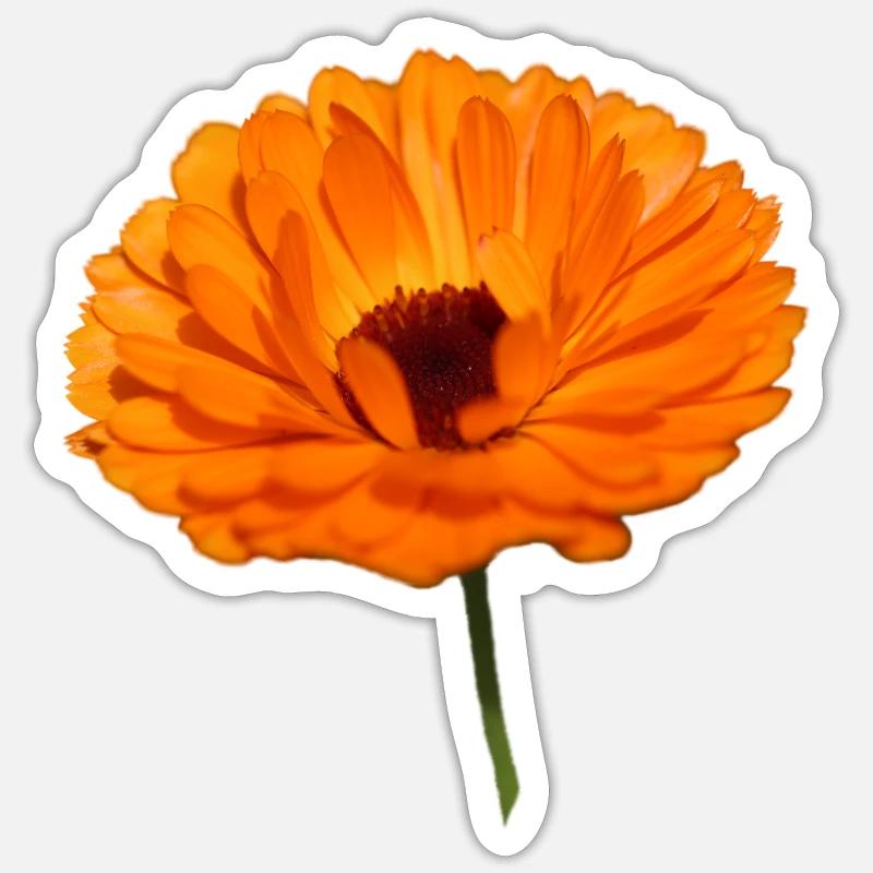 Marigold - Sticker size S (10 x 10 cm) - white matte