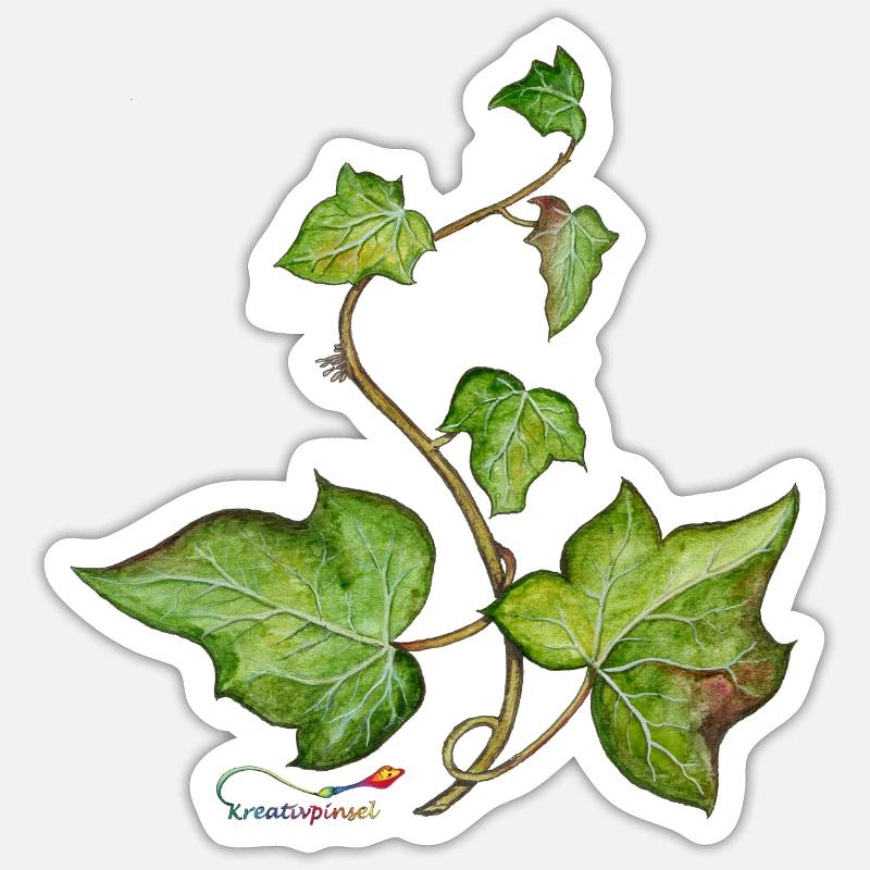 Efeu (Hedera helix) Sticker Größe S (10 x 10 cm)