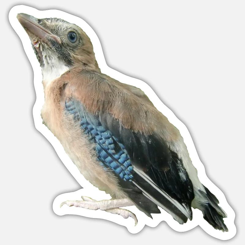 Jay Young Bird - Sticker size S (10 x 10 cm) - white matte