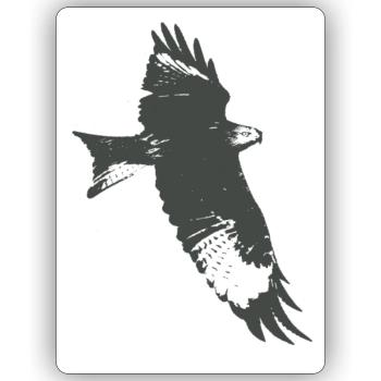 Eagle, falcon, falcon - Sticker size S (10 x 10 cm) - white matte - Front