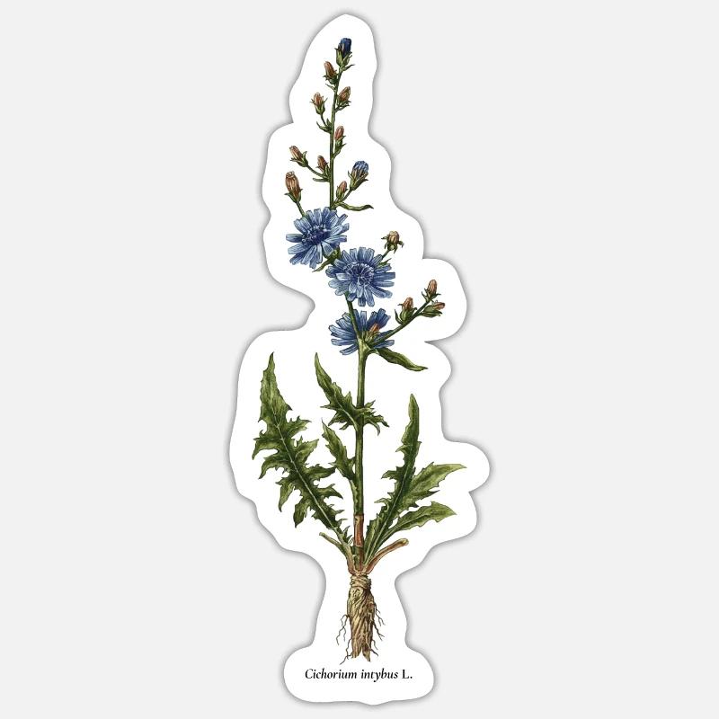 Chicory - Sticker size S (10 x 10 cm) - white matte