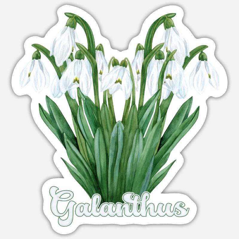 Snowdrop Galanthus - Sticker size S (10 x 10 cm) - white matte