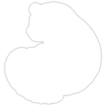 Loris Slowlori Silhouette Säugetier - Sticker Größe S (10 x 10 cm) - Mattweiß - Vorne