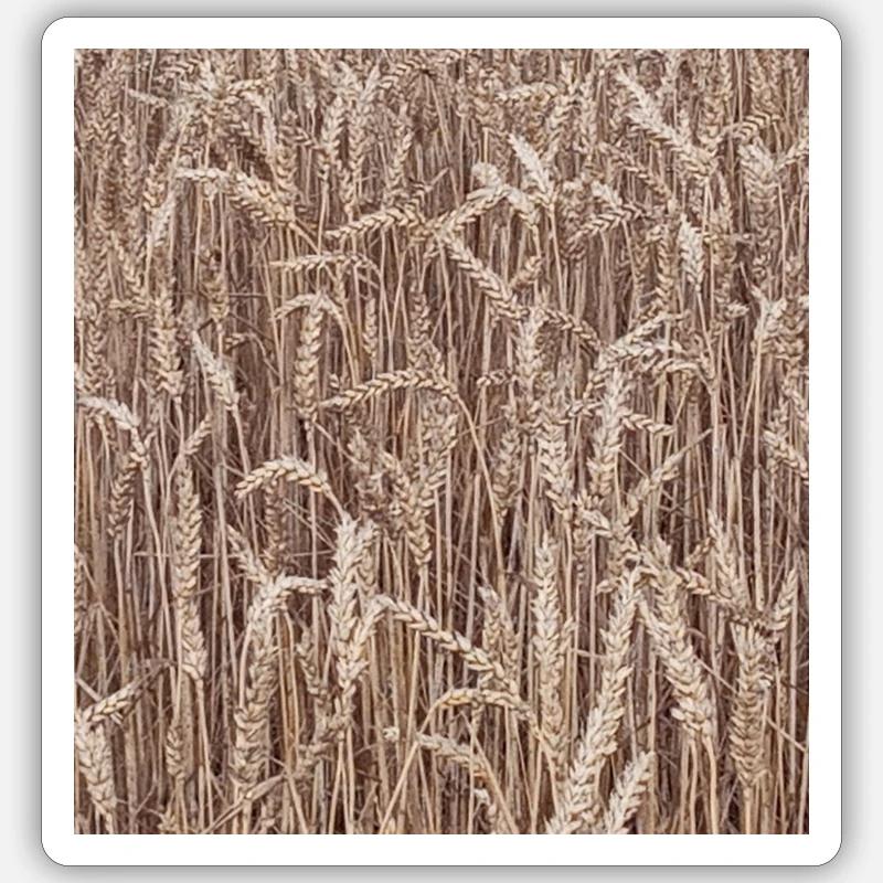 Champ de blé brun doré Sticker taille S (10 x 10 cm)