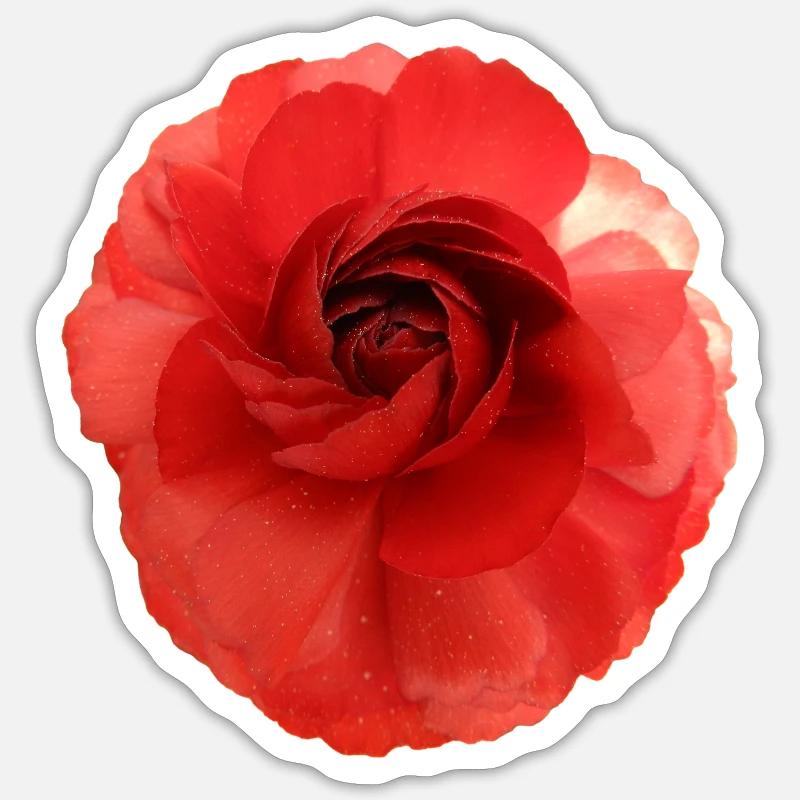 Red Flower Magic Camellia - Sticker size S (10 x 10 cm) - white matte