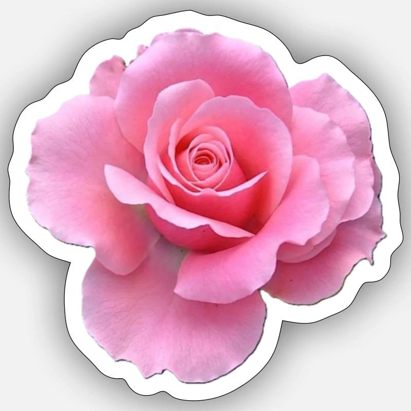 Rosa Rose - Sticker Größe S (10 x 10 cm) - Mattweiß