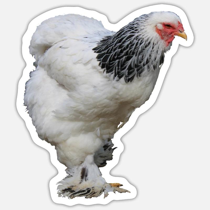 Brahma Sticker Größe S (10 x 10 cm)