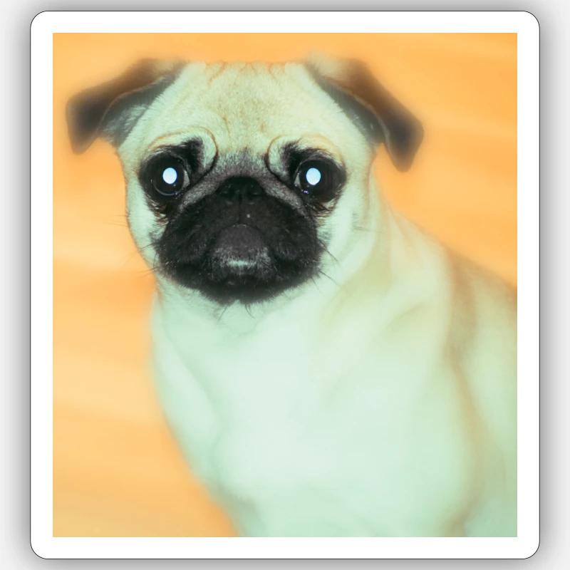 Cute pug with expressive view - Sticker size S (10 x 10 cm) - white matte