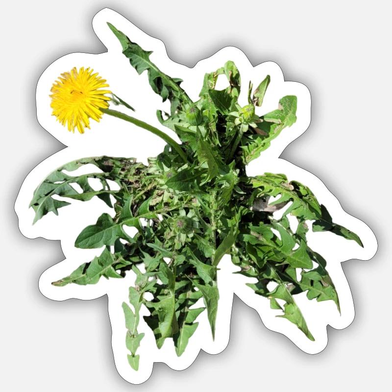 Löwenzahn - Sticker Größe S (10 x 10 cm) - Mattweiß