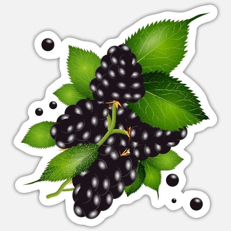 wunderschöne dunkelviolette Brombeeren mit Blätter Sticker Größe S (10 x 10 cm)