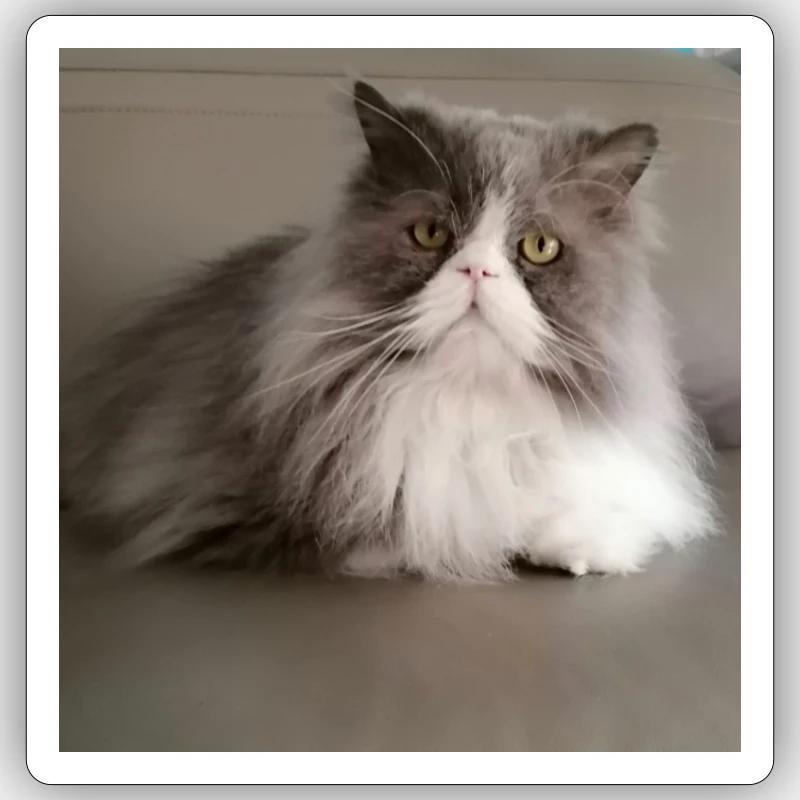 Dream Cat - Sticker Größe S (10 x 10 cm) - Mattweiß