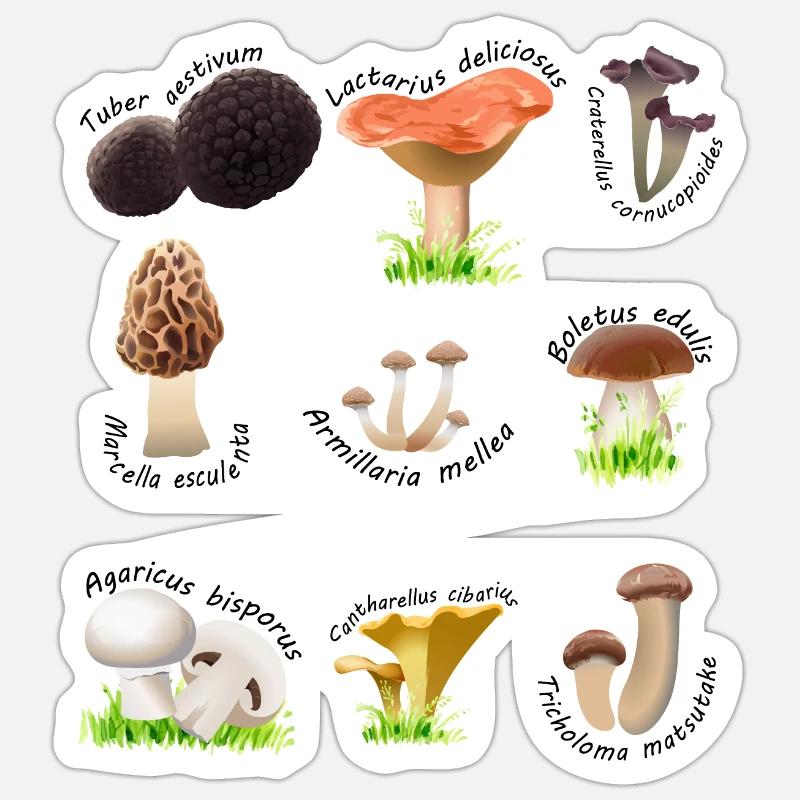 Vari funghi commestibili con nomi latini - Sticker formato S (10 x 10 cm) - bianco opaco