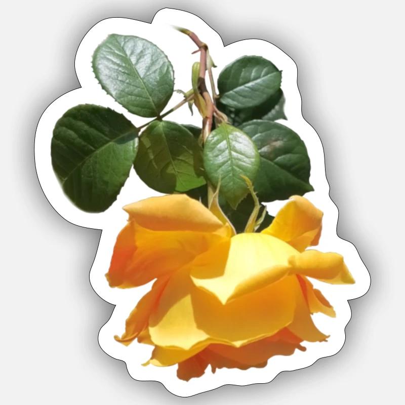 Fragrant spring rose - Sticker size S (10 x 10 cm) - white matte