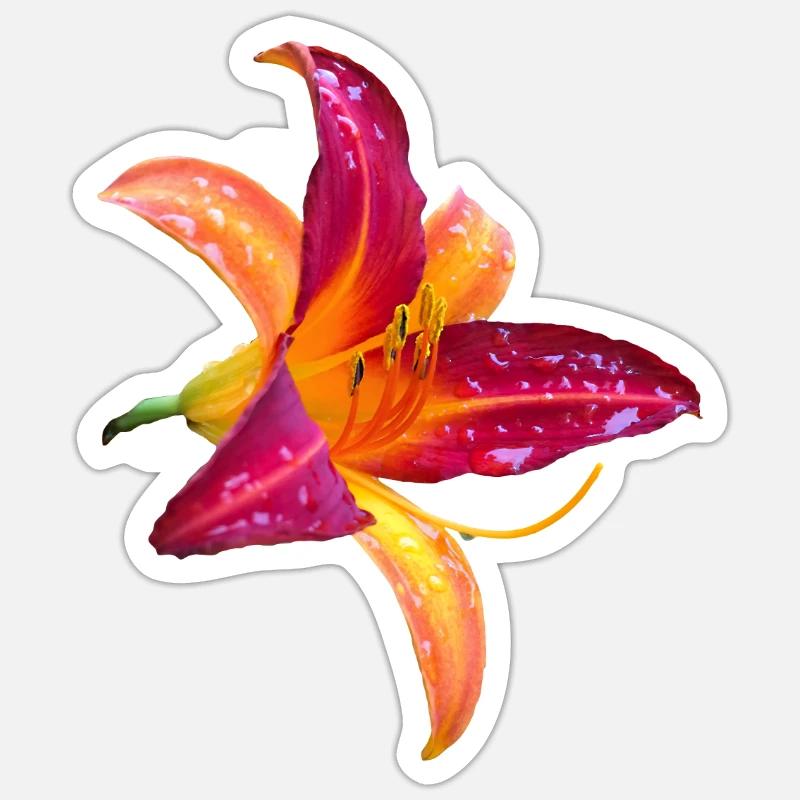 Hémérocalle tropicale - Fleur d’hémérocallis - Sticker taille S (10 x 10 cm) - blanc mat