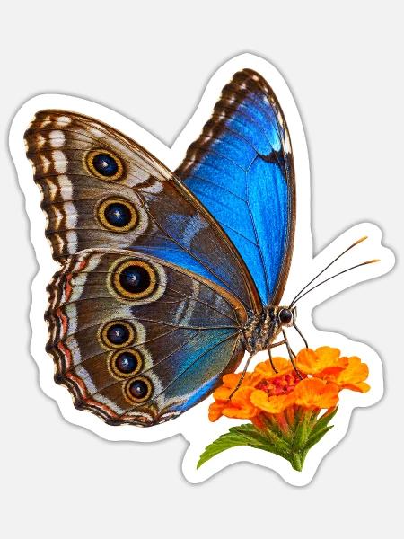 Schmetterling Blauer Morpho - Sticker Größe S (10 x 10 cm) - Mattweiß