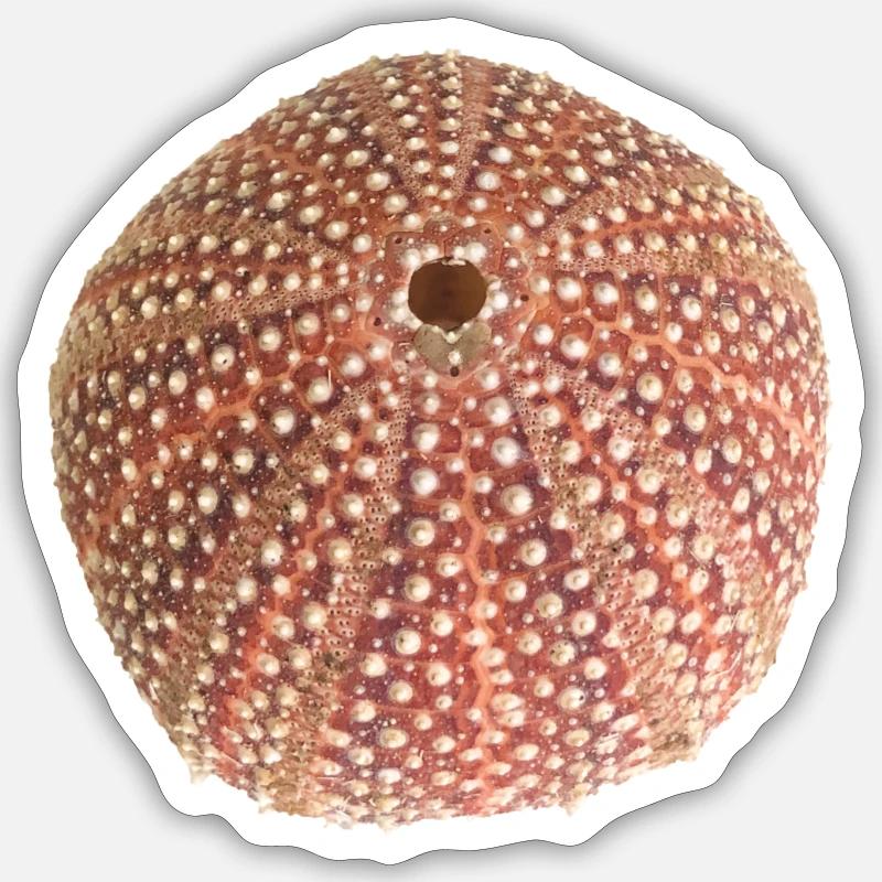 Seeigel - Sticker Größe S (10 x 10 cm) - Mattweiß