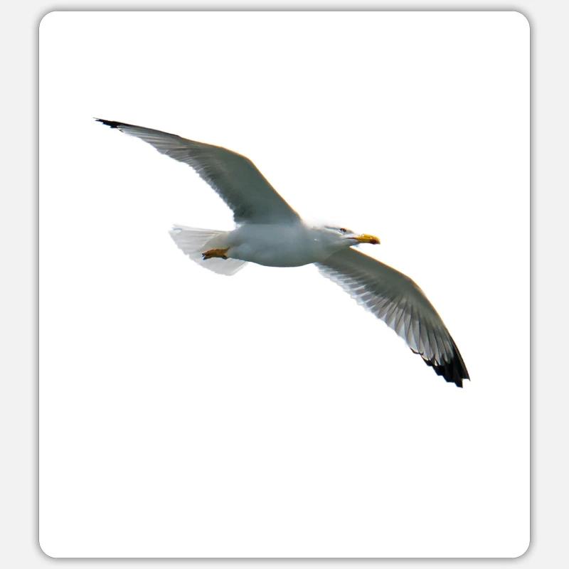 seagull in flight - Sticker size S (10 x 10 cm) - white matte