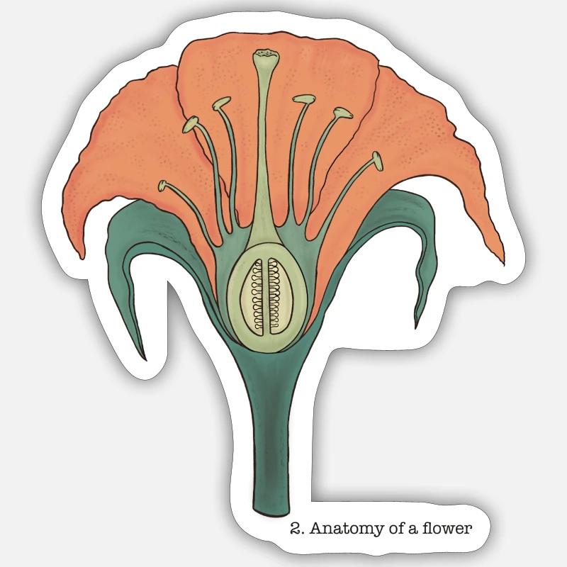 L'anatomie de la fleur - Sticker taille S (10 x 10 cm) - blanc mat