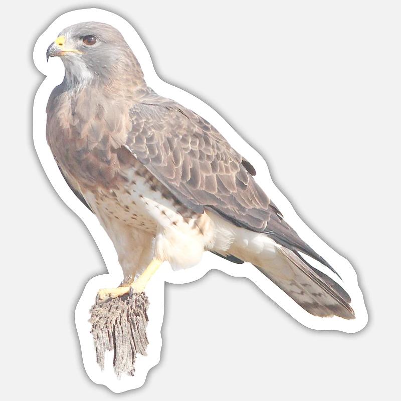 Rapace Sticker taille S (10 x 10 cm)