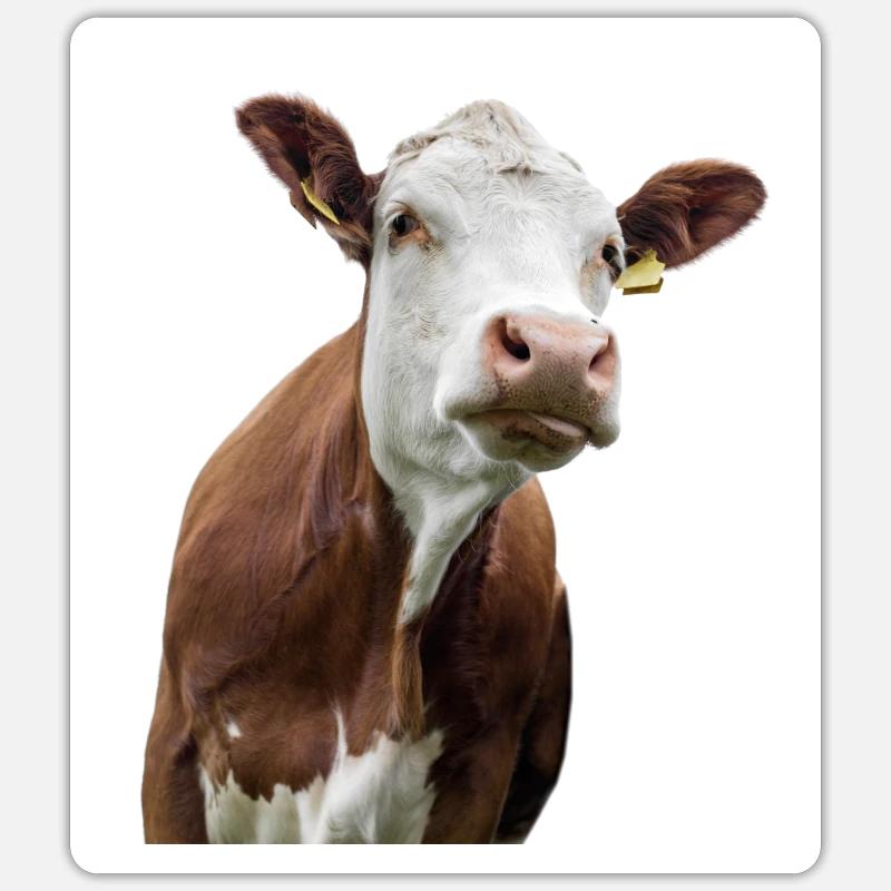 Vache. Vache. Koe. co. vaca. Ku. lehmä. Vache - Sticker taille S (10 x 10 cm) - blanc mat
