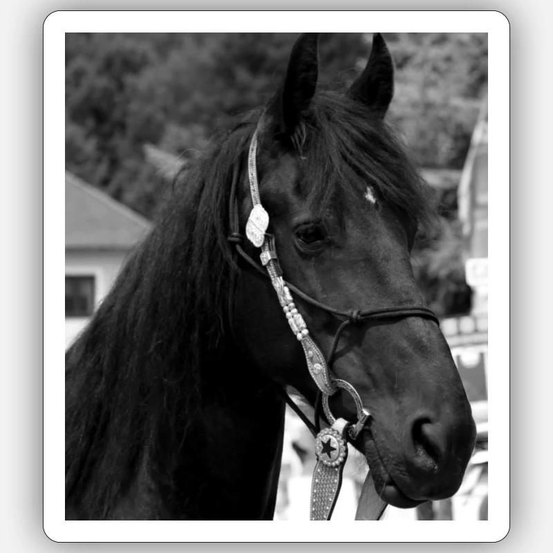 Pferdekopf Sticker Größe S (10 x 10 cm)