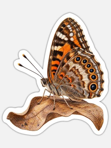 Schmetterling Mauerfuchs - Sticker Größe S (10 x 10 cm) - Mattweiß