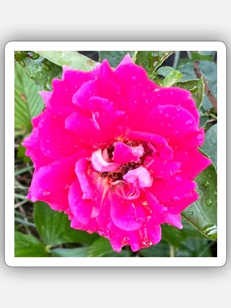 Rosa Rosenblüte - Sticker Größe S (10 x 10 cm) - Mattweiß
