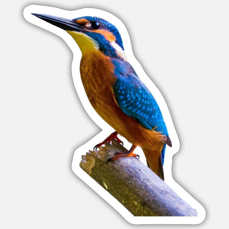 eisvogel Sticker Größe S (10 x 10 cm)