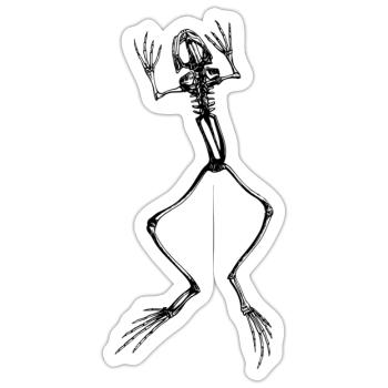 Frog skeleton in black - Sticker size S (10 x 10 cm) - white matte - Front