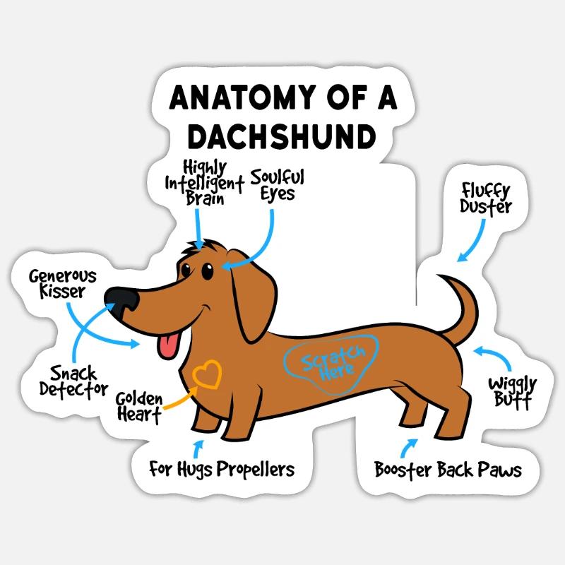 Anatomie Eines Dackel - Sticker Größe S (10 x 10 cm) - Mattweiß