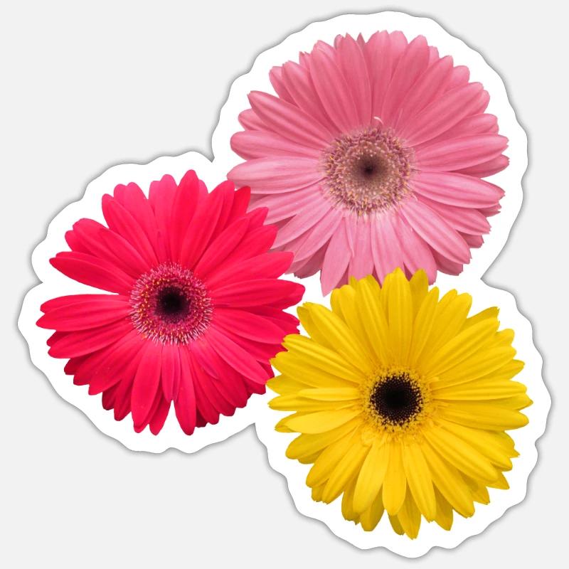 bunte blühende Gerbera Blumen, Gerberas, Blüten, - Sticker Größe S (10 x 10 cm) - Mattweiß