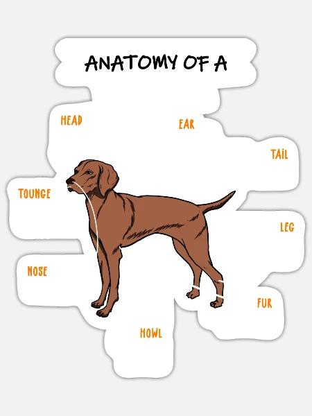 Vizsla Anatomie Hunde Geschenk - Sticker Größe S (10 x 10 cm) - Mattweiß