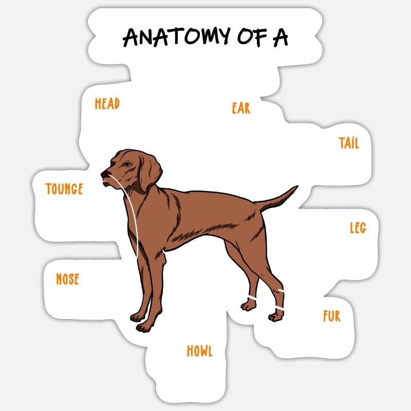 Vizsla Anatomie Hunde Geschenk - Sticker Größe S (10 x 10 cm) - Mattweiß