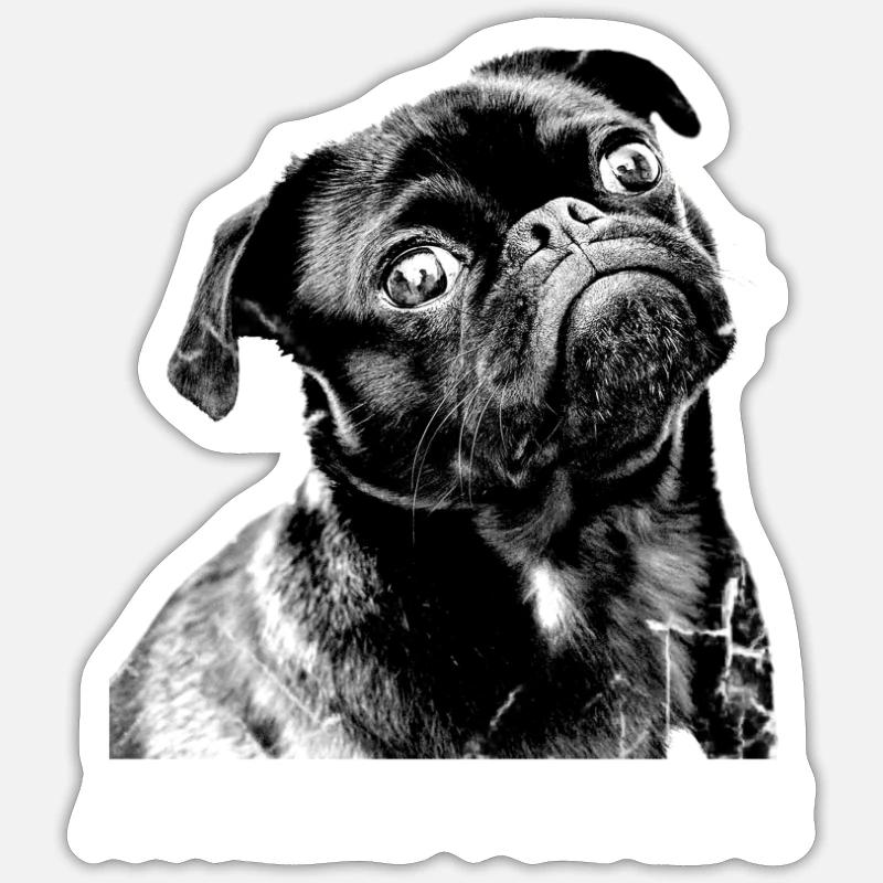 black pug gift - Sticker size S (10 x 10 cm) - white matte