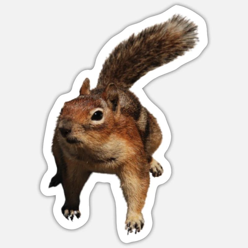 ein süßes Eichhörnchen - Sticker Größe S (10 x 10 cm) - Mattweiß