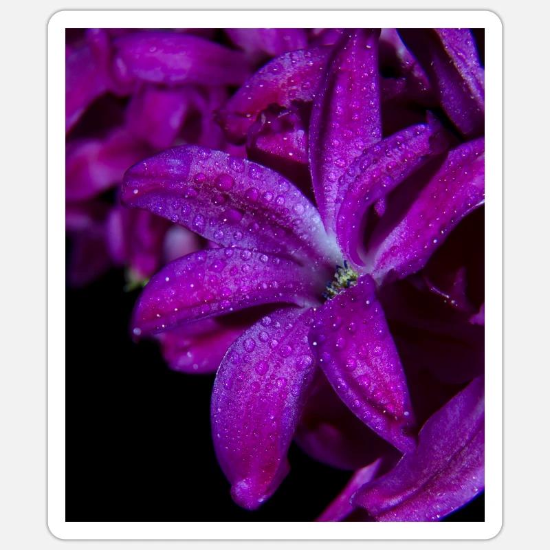 Jacinthe de fleur pourpre - Sticker taille S (10 x 10 cm) - blanc mat