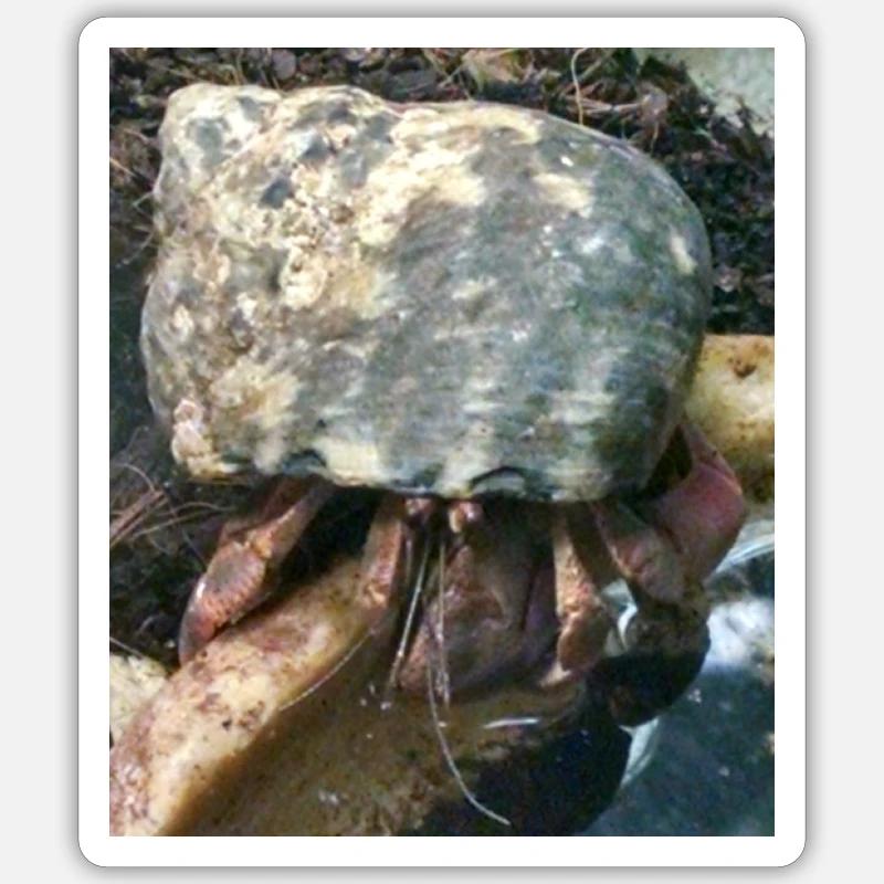 Hermit crab Sticker size S (10 x 10 cm)