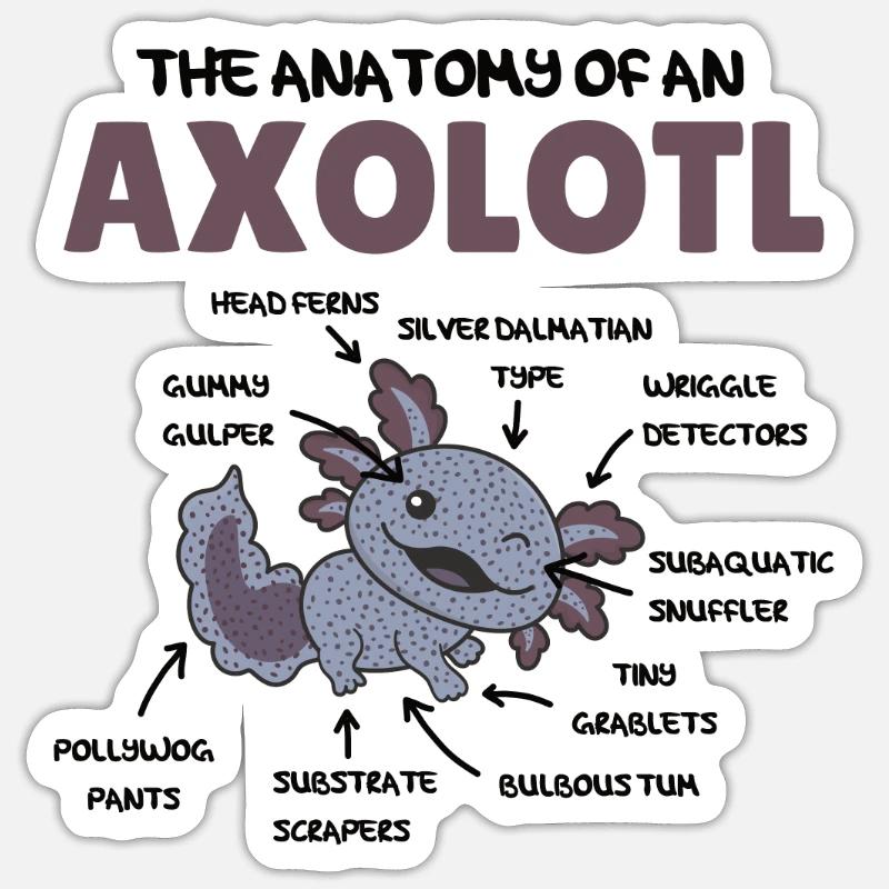 Axolotl Explication Anatomie d’un Axolotl - Sticker taille S (10 x 10 cm) - blanc mat